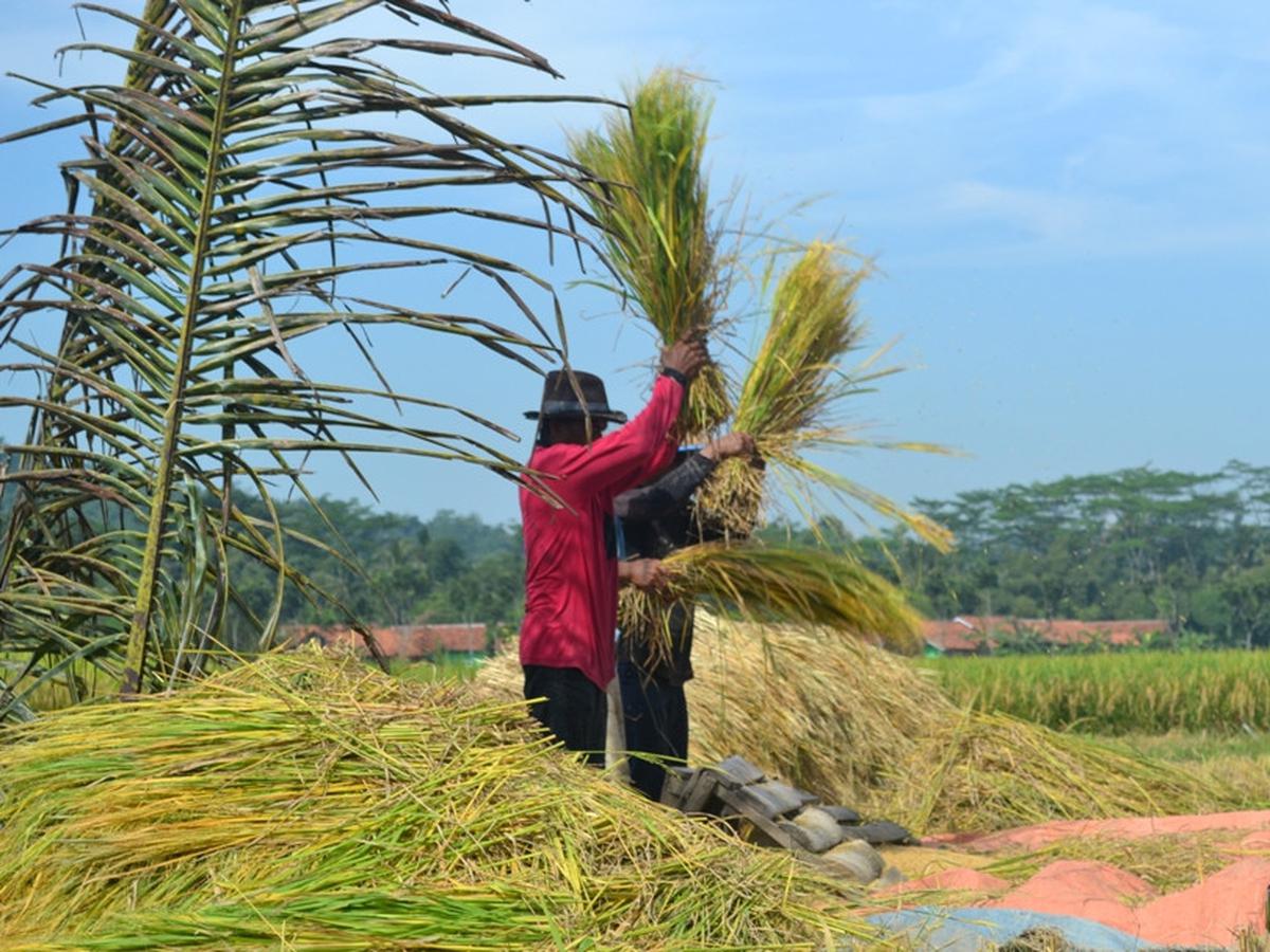 cara menanam padi logawa