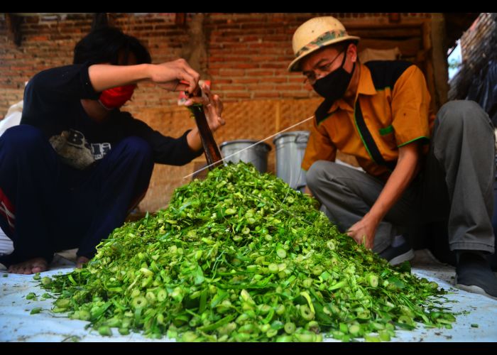 cara buat pelet ikan