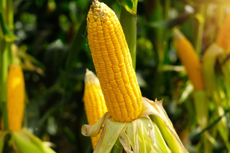 Cara Budidaya Jagung Manis agar Berbuah Besar dan Bebas Hama