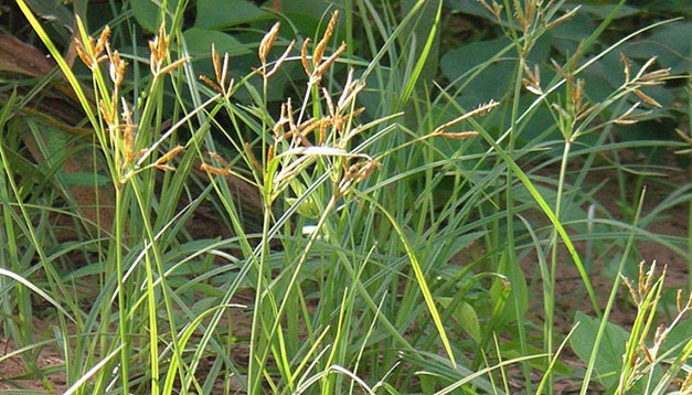 Cara Membuat Pupuk dari Rumput Liar