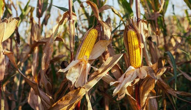 Cara Menanam Jagung Hibrida Dengan Benar Agar Cepat Panen