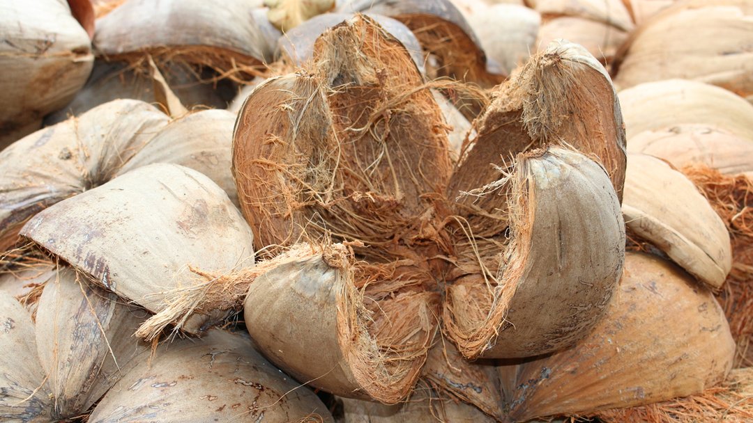 manfaat serat buah kelapa