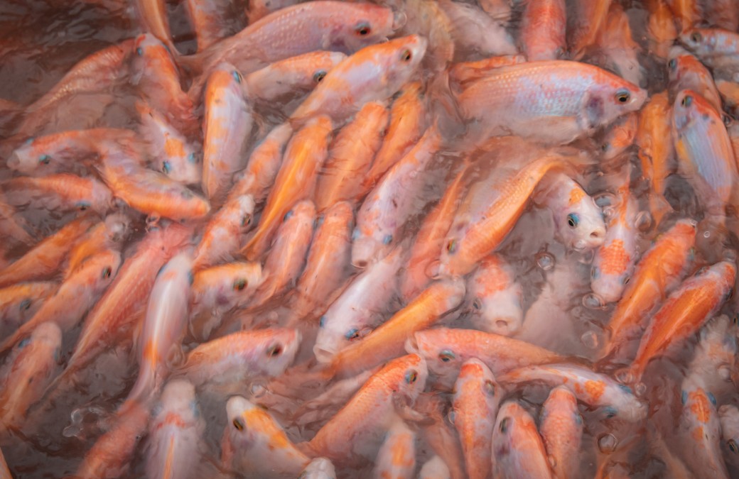Cara Budiaya Ikan Nila di Kolam Terpal Untuk Pemula